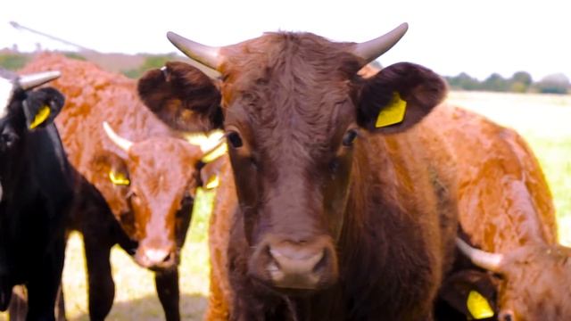 NIKON D3100 in 2017? смотреть онлайн