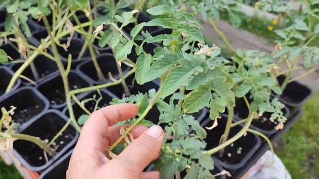 Невозможно работать ??#влог#рассада#сибирь#дача#огород#цветы#садоводство#томаты смотреть онлайн