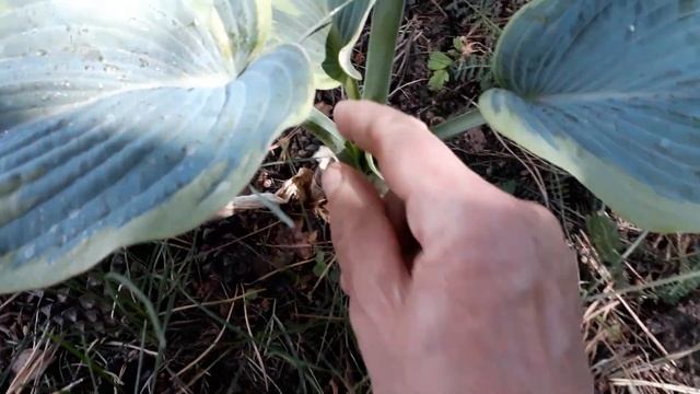 #hosta #хоста #известнаяхоста / Самая известная хоста Фрэнсис Вильямс ( лат.hosta Frances Williams смотреть онлайн