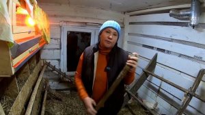 ПОДСТИЛКА ДЛЯ КУР С БАКТЕРИЯМИ / ПРИВЕЗЛИ ЦЫПЛЯТ БРОЙЛЕРОВ