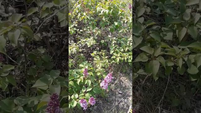 Цветущий куст сирени / Blooming lilac bush смотреть онлайн