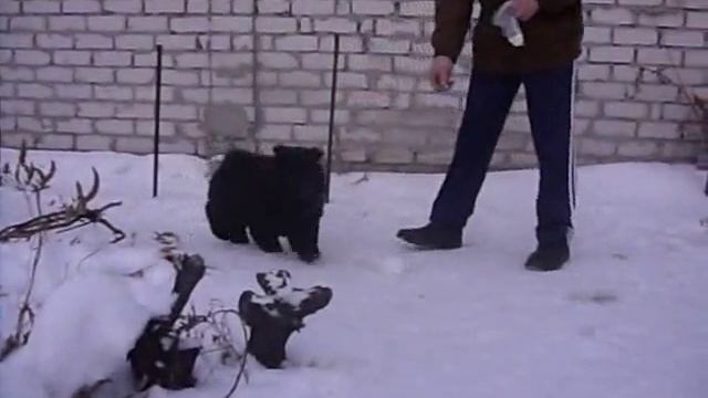 Королевич Елисей 2,5 месяца (11.01.16г) смотреть онлайн