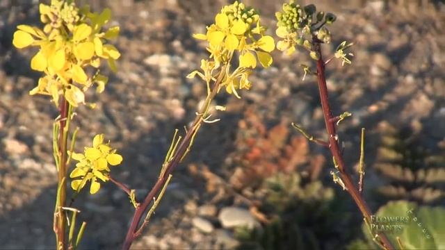 Forsythia Bushes Plant смотреть онлайн