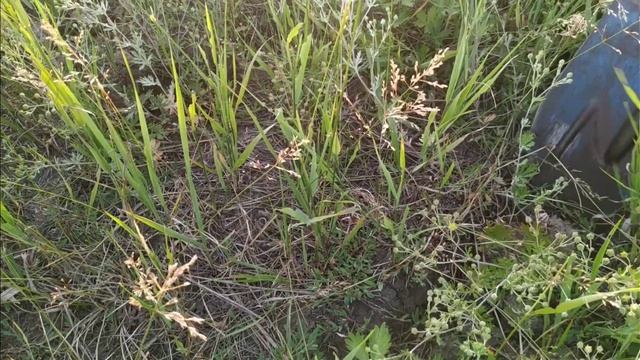 ВОТ ЧТО БЫВАЕТ КОГДА ПРИЕЗЖАЕШЬ на выбитое место.... #металокоп #деревня #металлоискатель смотреть онлайн