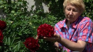 Пион Red Grace. Май 2018