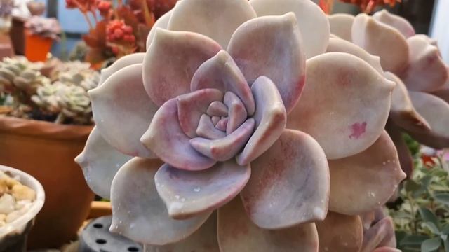 Graptopetalum Paraguayense Mendonzae Mirinae Amethystinum