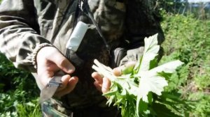 Как правильно заготавливать борщевик сибирский