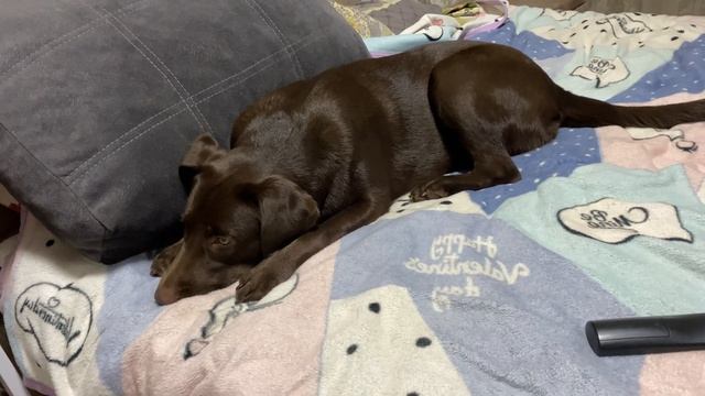 Ужас от Лабрадора в квартире! Линька лабрадора смотреть онлайн