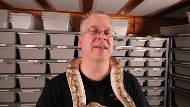 Ball python breeding - The schedule of events! смотреть онлайн