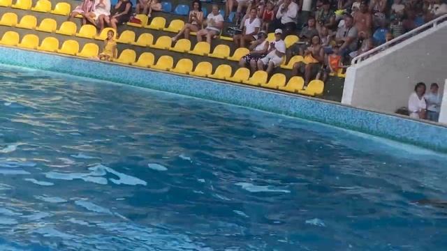Дельфины поют песню. В дельфинарии посёлка Коктебель в Крыму. Отличное выступление. смотреть онлайн