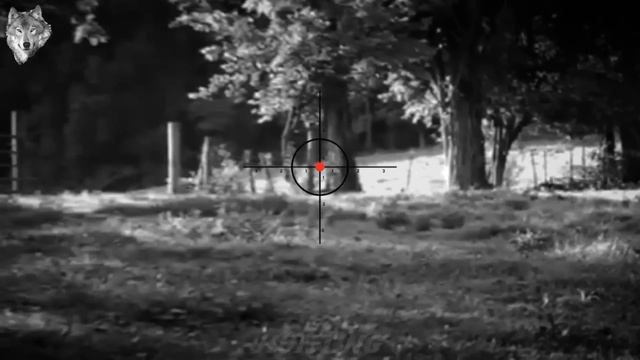 wolf hunting | A video containing a group of clips of wild wolf hunting at night |#007 смотреть онлайн
