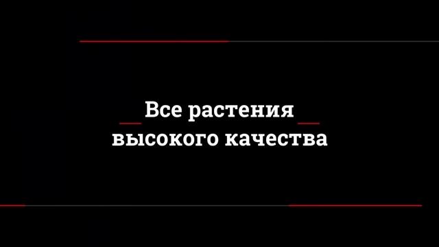 Искусственные фитостены (искусственное вертикальное озеленение) смотреть онлайн