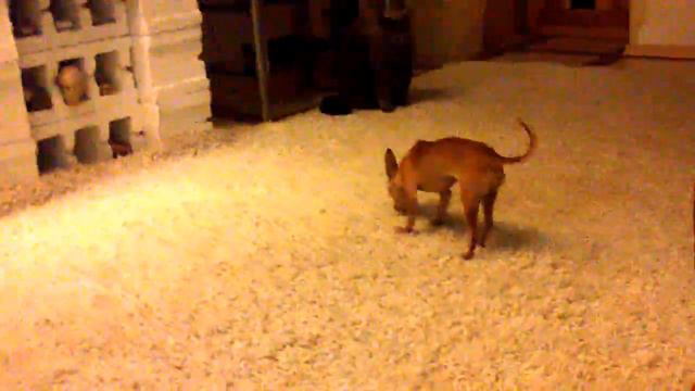 Chihuahua vs Cat (Чихуахуа против кота) смотреть онлайн