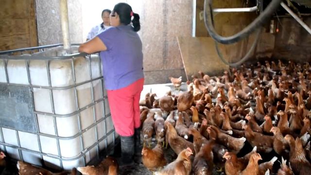 Filling the Duck's Feed Buckets смотреть онлайн