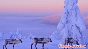 Отдых в Финляндии зимой,туры в Финляндию цены,Лапландия Финляндия туры