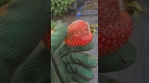 САМЫЕ ЛУЧШИЕ препараты от серой гнили