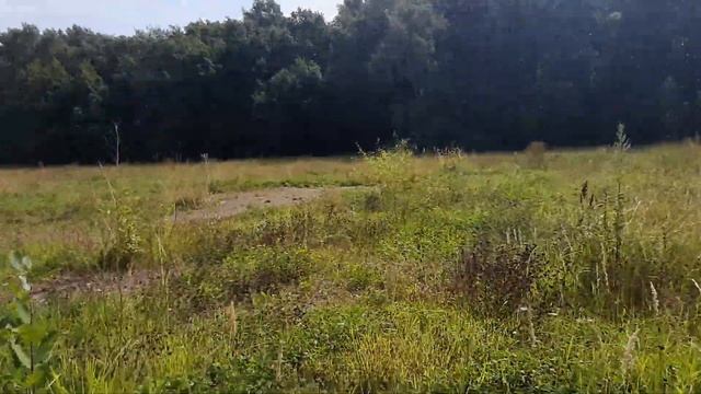 Голубянка Алексис в ЛЗ 