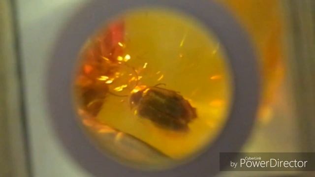 Инклюзы. Доисторические насекомые в янтаре. Выставка. Дворец Румянцавых и Паскевичей. Inclusions. смотреть онлайн