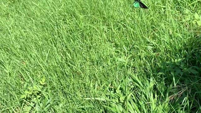 Macadamia Flowers Pollinated by Birdwing Butterflies смотреть онлайн