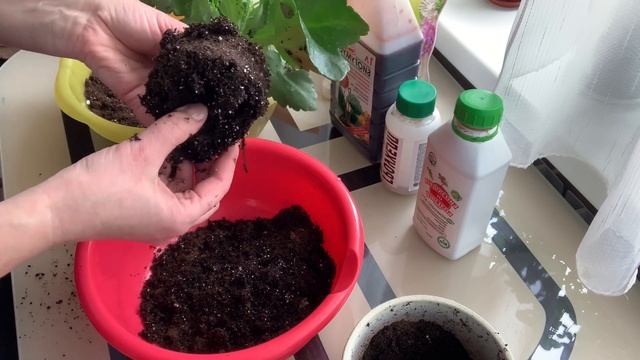 Спасаем Каланхоэ. смотреть онлайн