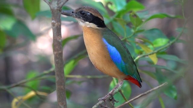 Mangrove Pitta Call