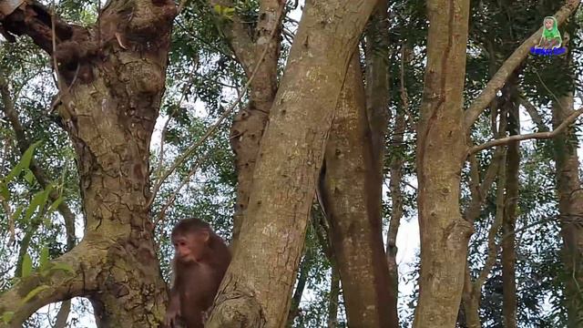 Monkey Asher playing alone in the old tree смотреть онлайн