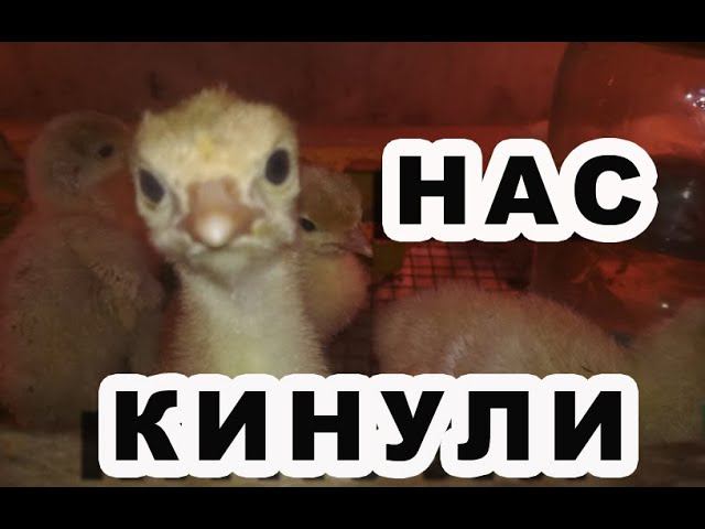 Недобросовестные покупатели! Я в шоке от вас, если честно! Куда деть столько птицы? смотреть онлайн