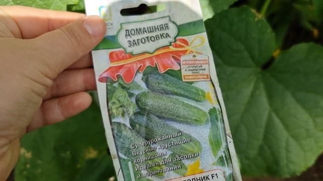 Классные сорта огурцов??? Чем подкормить огурцы, чтобы завязи быстро пошли в рост смотреть онлайн