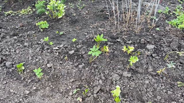 Наша дача, підпірна стінка для клумби. смотреть онлайн