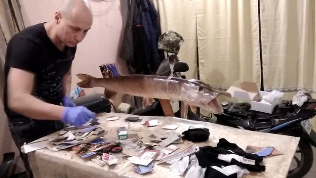 Курсы таксидермии. Изготовление чучела щуки.(Часть 3) смотреть онлайн