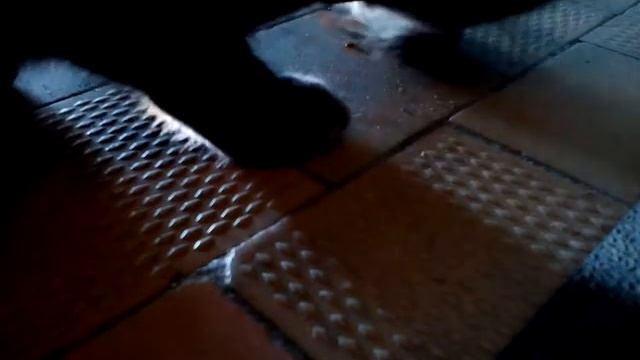 Моя кошка ест воробья.жесть! смотреть онлайн