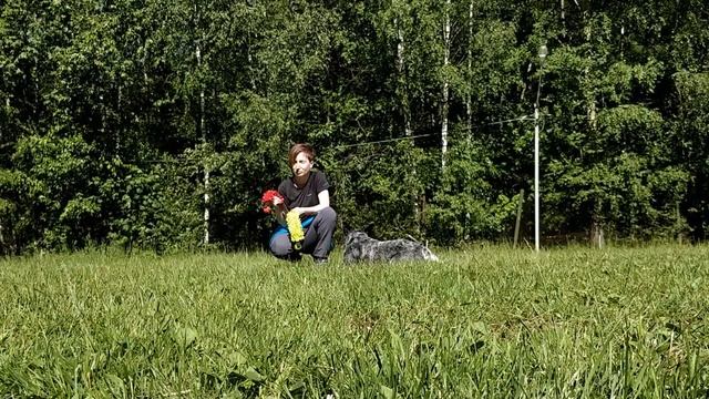 Воспитание и дрессировка щенка. Видео урок 9 смотреть онлайн