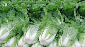 Капуста пекинская и китайская ? Обзор лучших сортов от HITSAD.TV