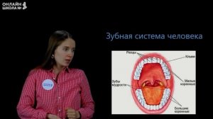 Пищеварение в ротовой полости. Видеоурок 21. Биология 8 класс