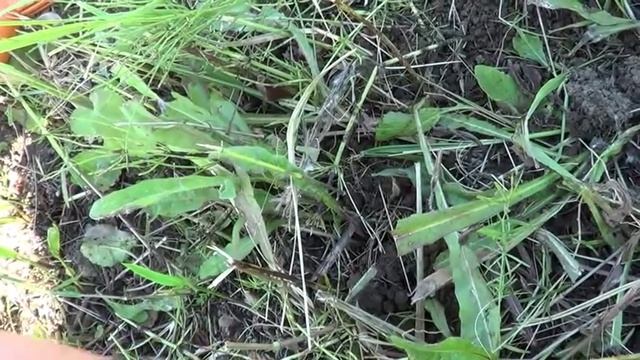 ПРИРОДА. ЖАРА, ПОИСК МОНЕТ С МЕТАЛЛОИСКАТЕЛЕМ