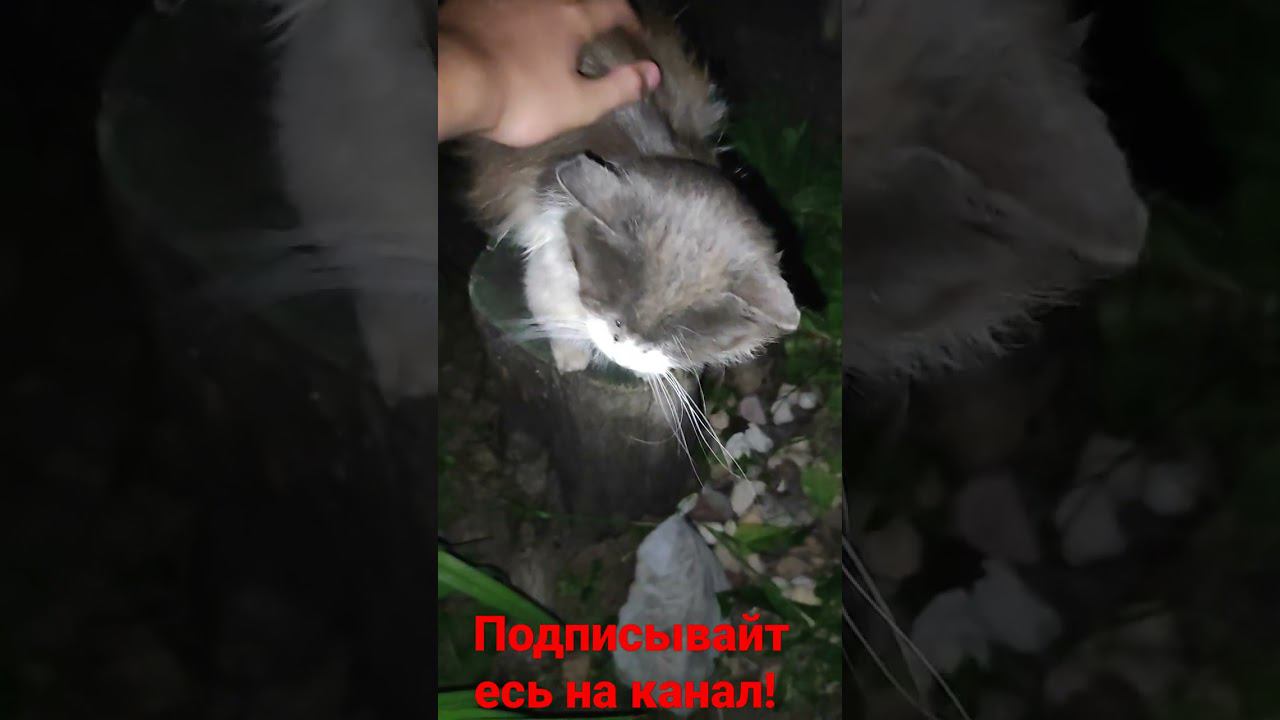 Барсик в темноте! смотреть онлайн
