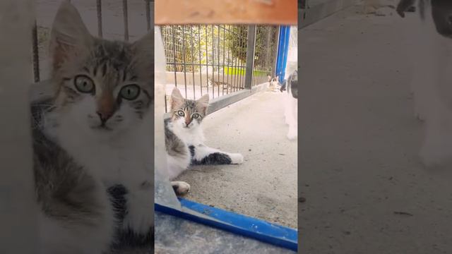 Домик для кошок в стамбуле смотреть онлайн