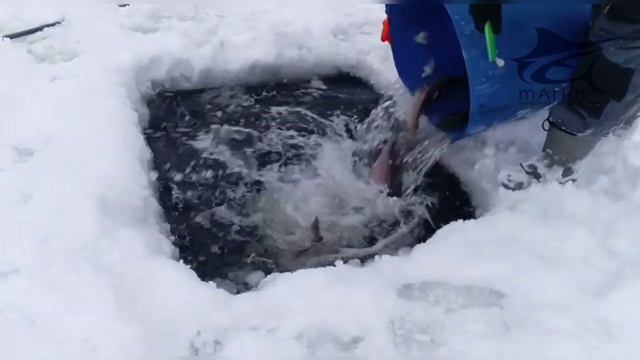 Запуск форели смотреть онлайн