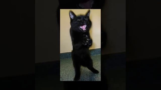 Песня "Вова и Кот". Стихи Генриэтты Хасиной. Музыка и исполнение Ольги Павловой. смотреть онлайн