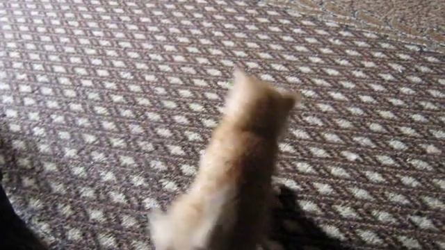 Футболист рыжий котенок смотреть онлайн