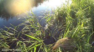 В этом ручейке полно рыбы! Паук-подъемник или удочка !.mp4