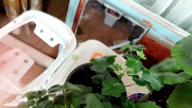 Бор для герани. Опрыскивание пеларгоний борной кислотой смотреть онлайн