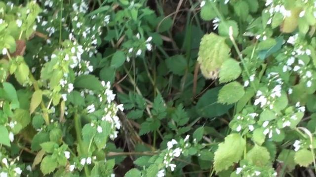 Медоносная база августа. смотреть онлайн