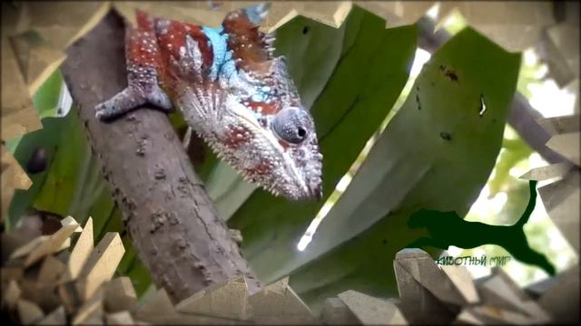 Заставка для видео о животных. Пример заставки перед видео о дикой природе. смотреть онлайн