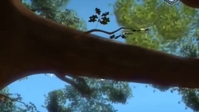 Филин И Компания - Видео Филин смотреть онлайн