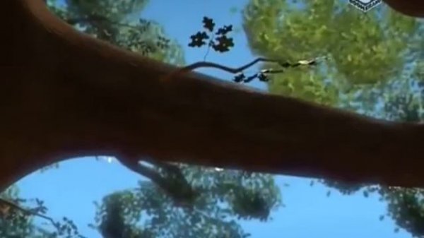 Филин И Компания - Видео Филин