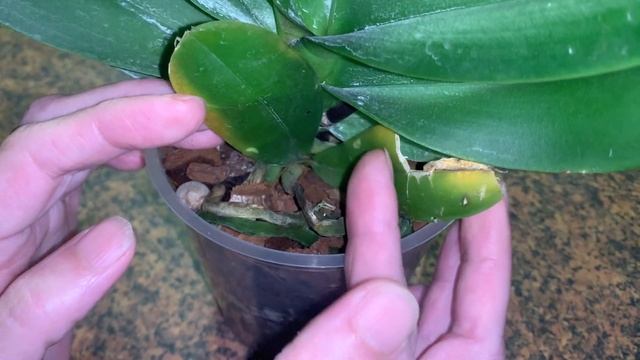 Новая орхидея Phal. Jinbao Venus - подарок к 8 марта. Это Леди Мармелад? смотреть онлайн