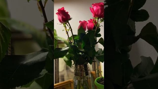 #8июля День семьи , любви и верности ! ❤️#семья #любовь #праздник #астана #муж #счастье #sorts смотреть онлайн