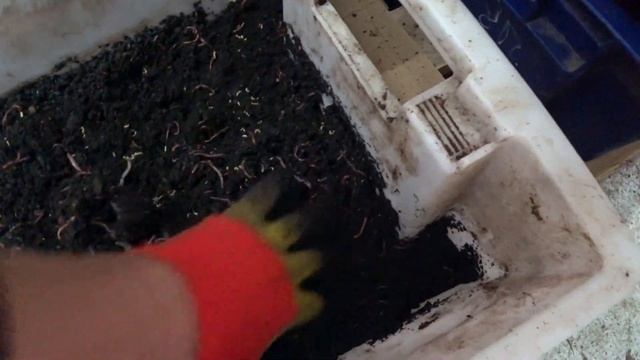 Съедает ли опарыш червей? Вредит ли опарыш червям? Разведение опарышей и червей.