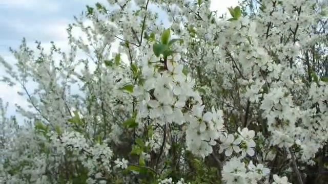 Рада Рай.ВИШНЯ.